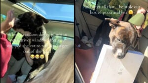 Two photos of a chocolate and white colored dog in Chicago, Illinois who jumped through a photographer's open car window. The left image shows him licking the hand of a passenger in a red sweatshirt, and the right image shows him in the back seat of the car with a pizza box in his mouth.