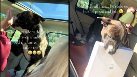 Two photos of a chocolate and white colored dog in Chicago, Illinois who jumped through a photographer's open car window. The left image shows him licking the hand of a passenger in a red sweatshirt, and the right image shows him in the back seat of the car with a pizza box in his mouth.