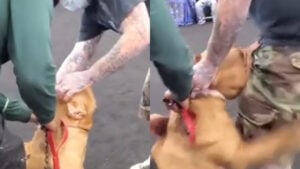 Spectators Stunned As XL Bully Attacks Judge During Pit Bull Breed Competition in Florida: 'They Are NEVER Aggressive, Until They Are'