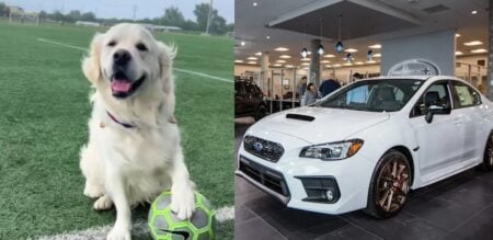 Subaru Texas dog