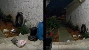 Texas doordash opossum
