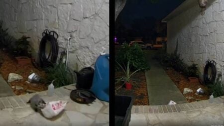 Texas doordash opossum