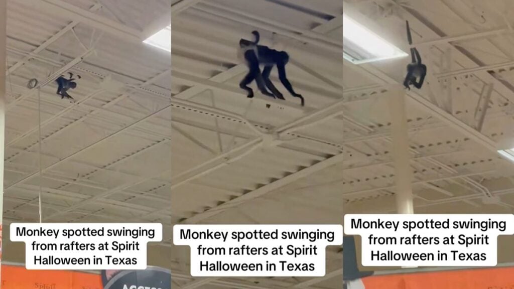 Chaos as Pet Monkey Wearing a Diaper Breaks Loose and Swings Around Spirit Halloween Store in Texas: ‘Lil’ Dude Just Living His Best Life’