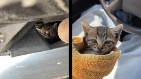 california streamer cat
